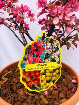 Бонсай Яблуня Malus Bonsai, висота 25-35 см