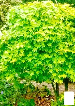 Клен пальмолистий (Acer palmatum Going Green) вазон Р9 (100203)