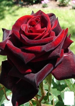 Роза чайно-гибридная "Темная Вишня" (Black Cherry) (саженец класса АА+) высший сорт (103472)
