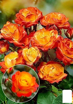 Роза штамбовая "Сочный цветок" (Juicy Flower) (саженец класса АА+) высший сорт (103549)