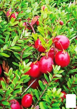 Журавлина "Рубін" (Ruby) (пізній термін дозрівання, морозостійкий сорт) (103442)