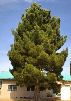 Сосна Ельдарська "Pinus Eldarica" ​​(релікт) (100039)