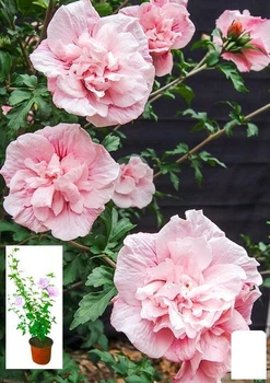 Гибискус сирийский "Pink Chiffon" С2, высота 20-40 см (62134)