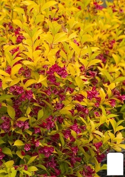 Вейгела "Aurea" (Weigela Florida) (71754)