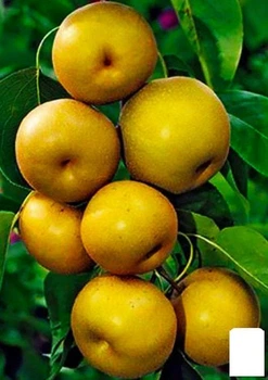 Азиатская груша "Секуи" (21354)
