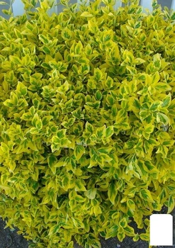 Бересклет Форчуна "Emeral Gold" (48328)