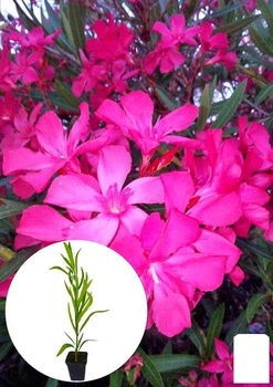 Олеандр душистый "Nerium oleander Paris" (вечнозеленый, ароматный кустарник) (75855)