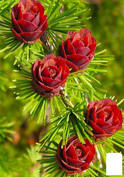 Модрина Даурська (Larix Gmelinii) горщик P9 (48848)
