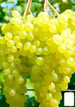 Виноград "Афродита" (кишмиш, средне-ранний срок созревания, сладкий) (48706)