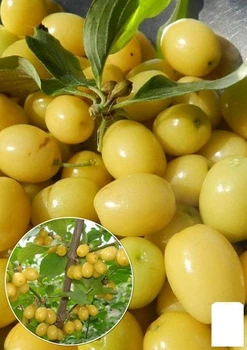 Кизил желто-золистого окраса "Луна" (Moon) (премиальный, очень вкусный сорт) (49972)