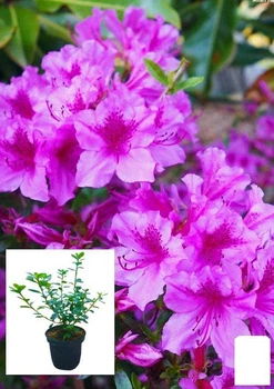 Азалія японська "Блю Дануб" (Azalea japonica "Blue Danube") C2 висота 20-50см (62285)