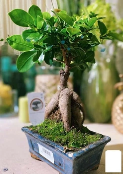 Бонсай "Ginseng" (63546)
