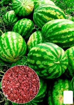 На развес Арбуз обработанный "Ау Продюсер" Agro-Market цена за 6г (48664)