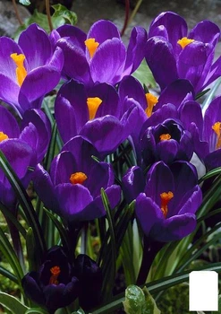 Крокус великоквітковий "Flower Record" (розмір 7/8, великий) 5шт в упаковці (17237)