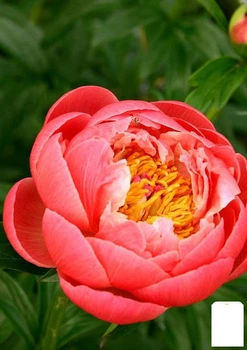 Півонія трав'яниста "Coral Charm" 1шт в упаковці (23909)