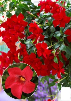 Дипладения (Mandevilla) "Jasper Velvet Red" (цветущая лиана) (71575)