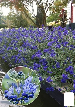 Кариоптерис "Kew Blue" (105451)
