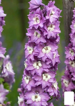 Дельфиниум махровый "Lavender White Bee" (72153)