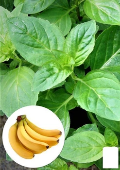 М'ята Бананова "Menta arvensis banana" (50810)