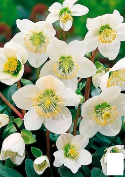 Морозник (Helleborus) "Potter's Wheel" (48552)