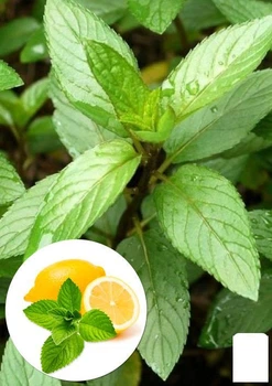 М'ята "Hilary's Sweet Lemon" (51884)