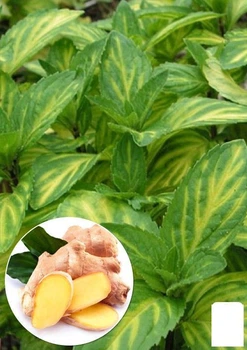 М'ята Імбирна Джинжер (Mentha Ginger Mint) (49828)