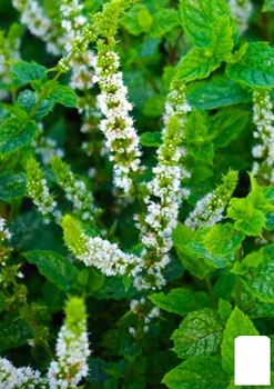 М'ята Марокканська "Mentha Moroccan" (контейнер Р9) (48501)