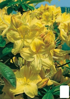 Рододендрон "Goldkrone" (49188)