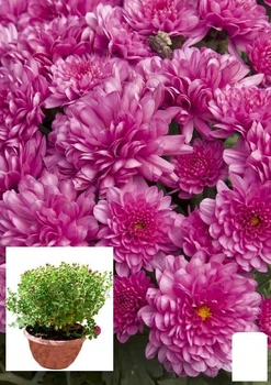 Хризантема Садовая "Beautiful Rose" (высота 30-50см) (62883)