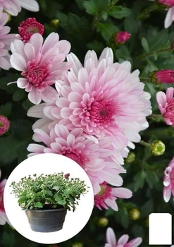 Хризантема Садовая "Bransound Pink" (высота 30-50см) (101673)