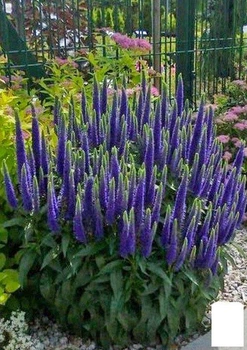 Вероника Колосистая "Blue Indigo" (99167)