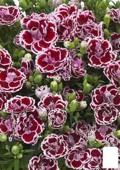Гвоздика Махровая "Sunflor Red Esta" (контейнер № 10, высота 10 см) (51072)