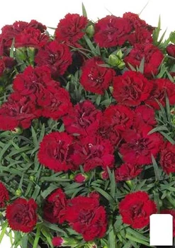 Гвоздика Махровая "Sunflor Desire" (контейнер № 10, высота 10 см) (50331)
