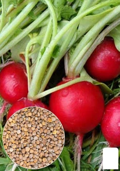 На развес Редис "16 дней" Agro-Market цена за 10г (35761)