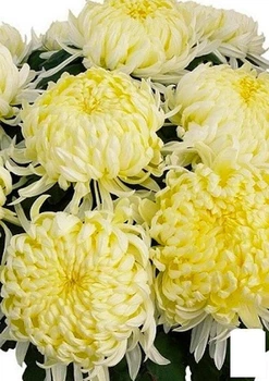 Хризантема "Angelys Jaune" (низкорослая крупноцветковая) (48749)