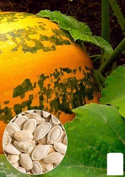 На развес Тыква "Полосатый бегемот" Agro-Market цена за 10г (49364)