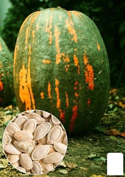 На развес Тыква "Приднестровская сахарная" Agro-Market цена за 15г (49366)