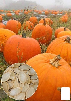 На развес Тыква "Кормовая" Agro-Market цена за 10г (22328)