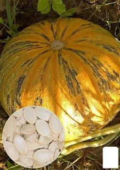На развес Тыква "Украинская многоплодная" Agro-Market цена за 10г (22337)