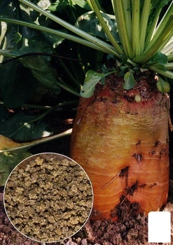 На развес Свекла кормовая "Эккендорфская желтая" Agro-Market цена за 15г (22215)