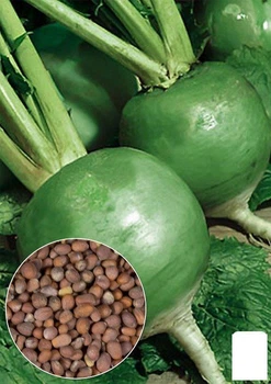 На вагу Редька "Маргеланська" Agro-Market ціна за 10г (22275)