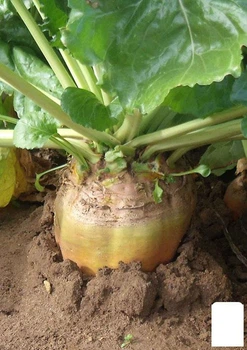 На развес Свекла кормовая "Урсус Поли" Agro-Market цена за 15г (22262)