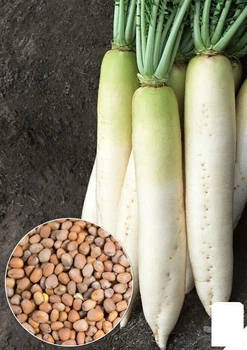 На развес Редька "Дайкон" Agro-Market цена за 10г (22270)