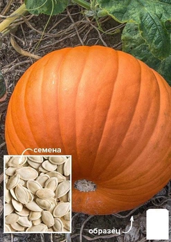 На развес Тыква "Золушка" Agro-Market цена за 10г (49378)