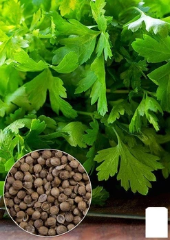 На вагу Кінза Agro-Market ціна за 20г (13357)