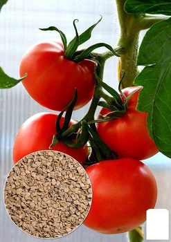На развес Томат "Гибрид Тарасенко 2" Agro-Market цена за 1г (22172)