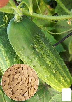 На вагу Огірок "Джерельце" Agro-Market ціна за 3г (13321)