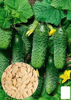 На развес Огурец "Закуска" Agro-Market цена за 2г (22111)