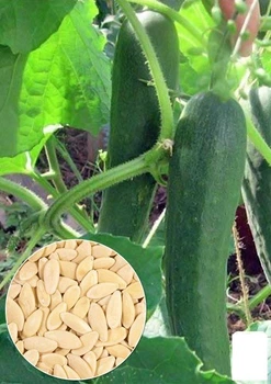На вагу Огірок "Делікатесний" Agro-Market ціна за 5г (22112)