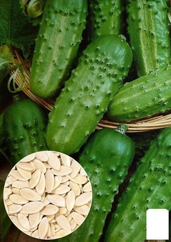 На развес Огурец "Голубчик F1" Agro-Market цена за 2г (22132)